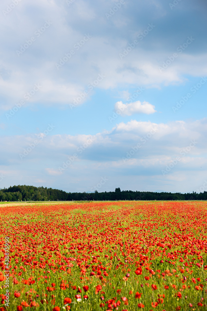 red poppies field and sky background