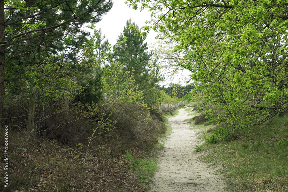 Trail in woodland Solleveld in springtime Trail in woodland Solleveld in springtime