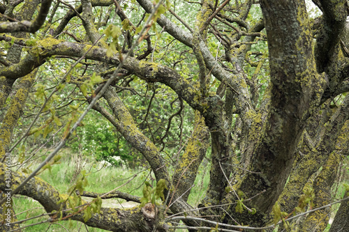 Old Oak trees in woodland Solleveld