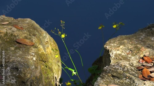 A lonely yellow flower between two rocks with blue water in the background 