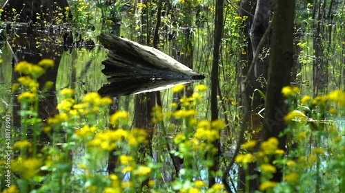 Yellow flowers in the forest with a stump in the water