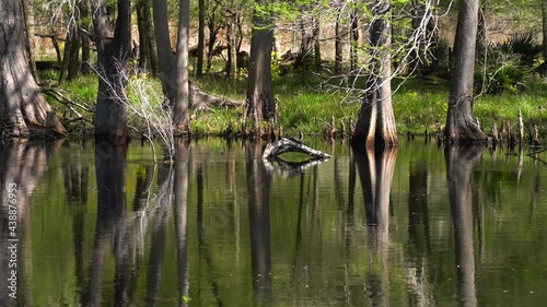 Trees reflecting in a slow moving river