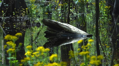 Yellow flowers and stump reflecting in the water
