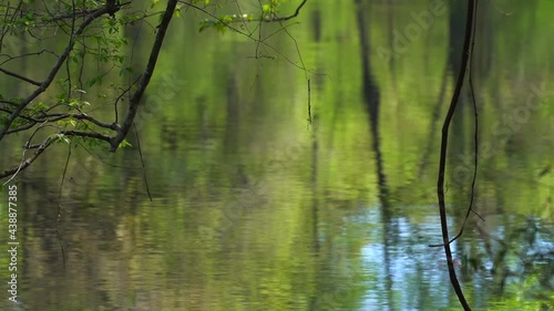 Trees reflecting in a slow moving river