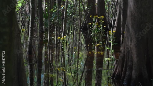 Bare trees reflecting in still water with yellow flowers	