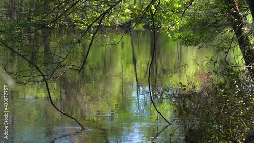 Trees reflecting in a slow moving river