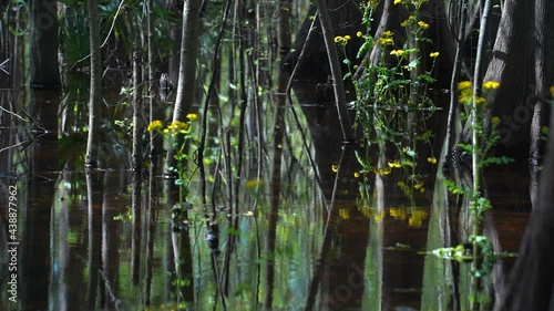 Bare trees reflecting in still water with yellow flowers