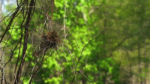 bare vines hanging from trees blowing in a gentle breeze 