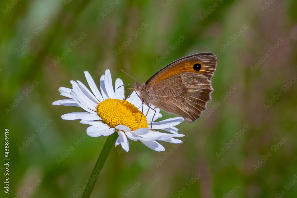 Obraz premium Orange-brown butterfly (Maniola jurtina) looking for nectar on a chamomile flower
