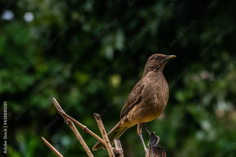 Fototapeta premium Clay-colored Thrush in Costa Rica