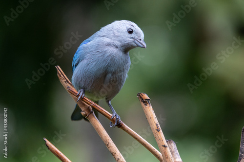 Blue-gray Tanager in Costa Rica © fman_12