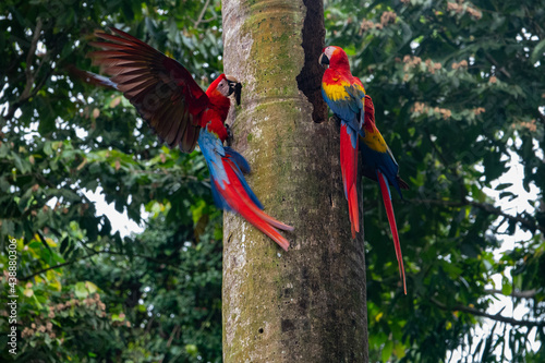 Macaws in Costa Rica