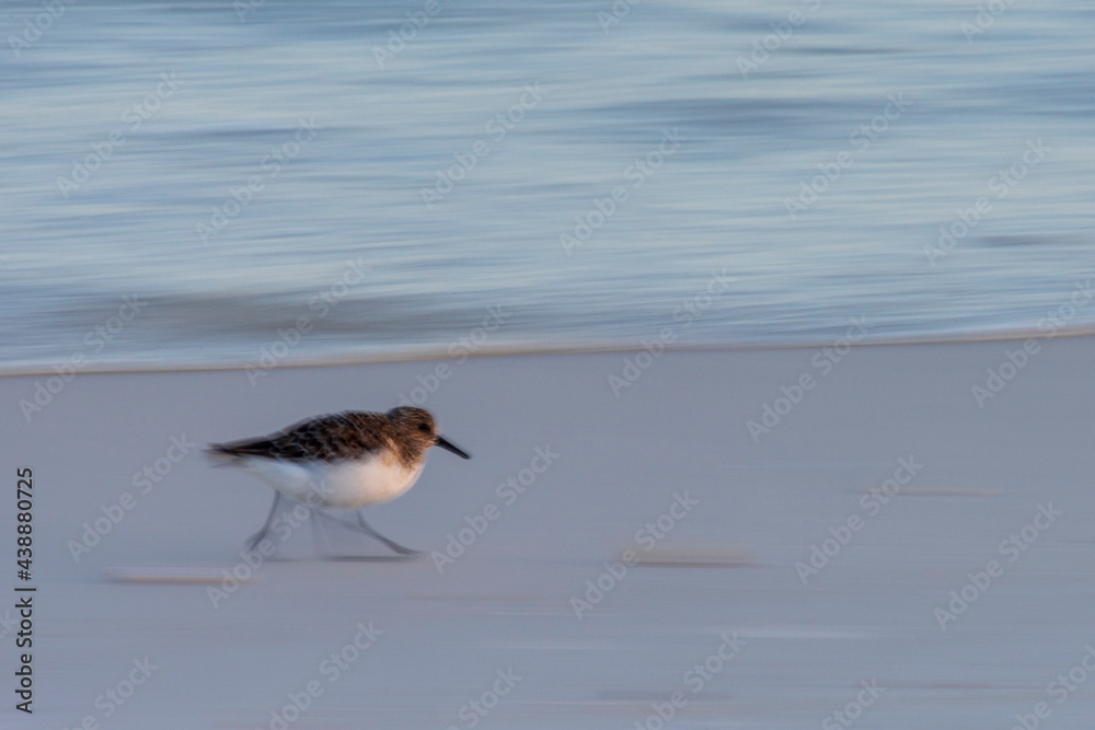 Sandpiper at Gulf Island National Seashore Sandpiper at Gulf Island National Seashore
