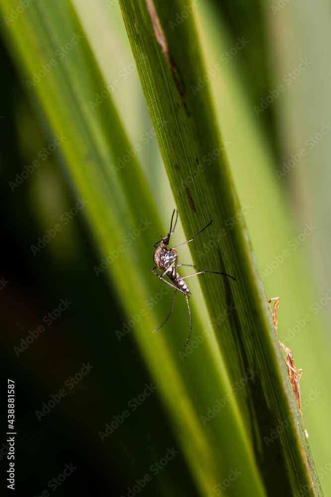 Inland floodwater mosquito or tomguito Aedes vexans, blood sucking insect Inland floodwater mosquito or tomguito Aedes vexans, blood sucking insect