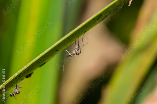 Obraz na plátně Inland floodwater mosquito or tomguito Aedes vexans, blood sucking insect