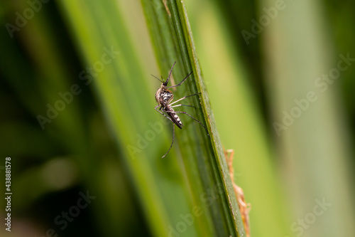 Obraz na plátně Inland floodwater mosquito or tomguito Aedes vexans, blood sucking insect