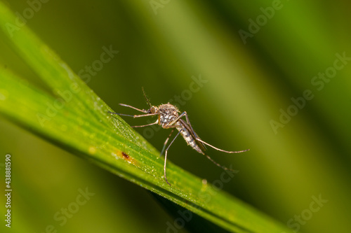 Quadro su tela Mosquito on green leaf, macro insect close up, nature background and disease con