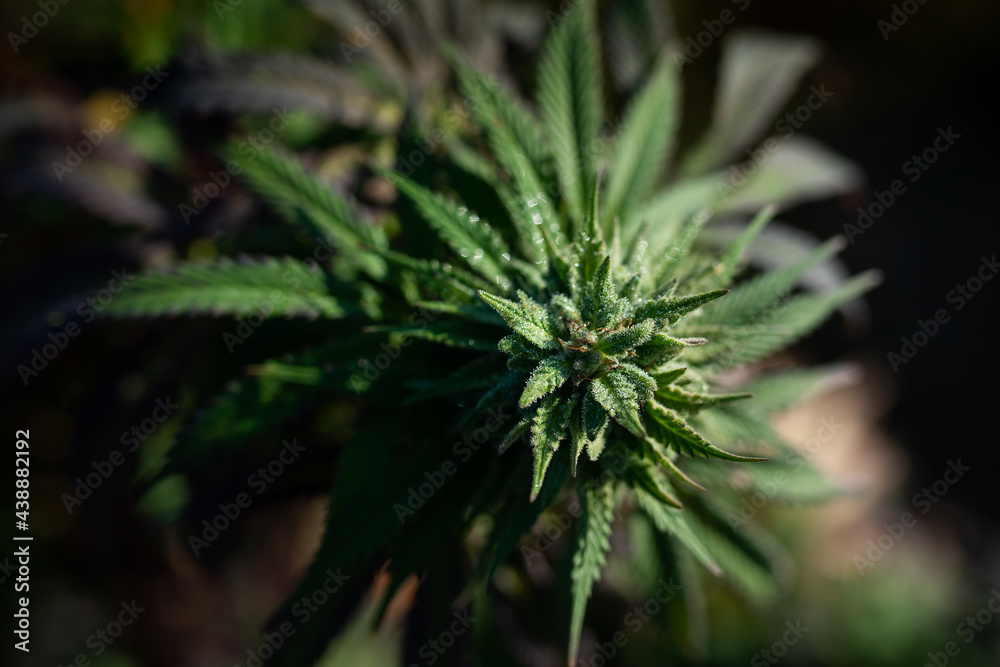 marijuana or cannabis bud plant tops close up marijuana or cannabis bud plant tops close up