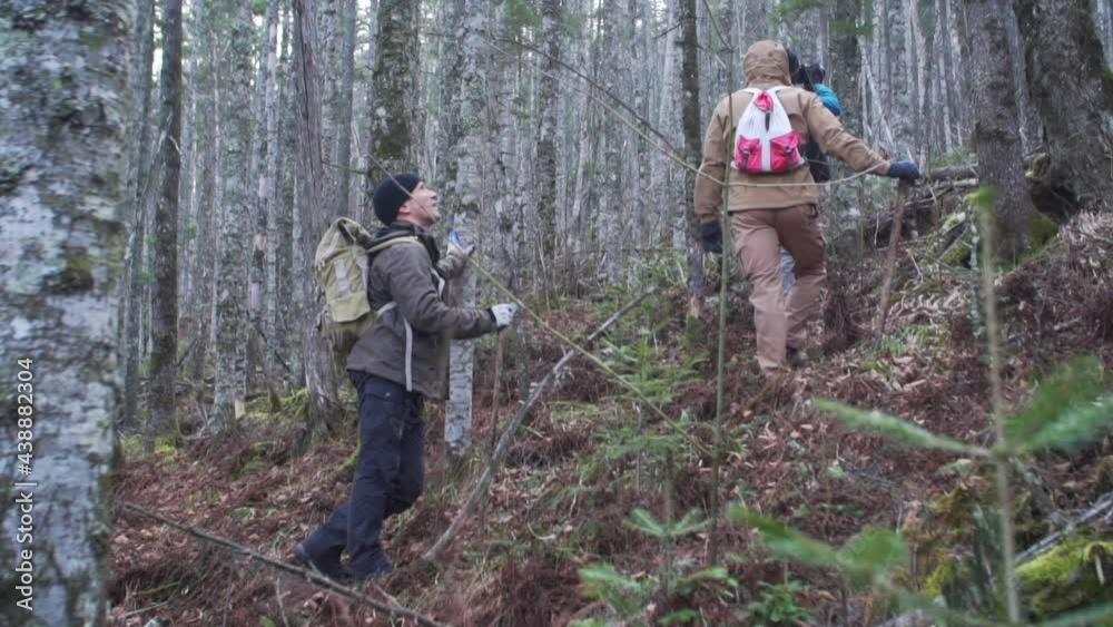 View of the forest ground covered with dry leaves and needles. Group of trekker with heavy backpacks is climbing the mountain through the deep november wood. View of the forest ground covered with dry leaves and needles. Group of trekker with heavy backpacks is climbing the mountain through the deep november wood.