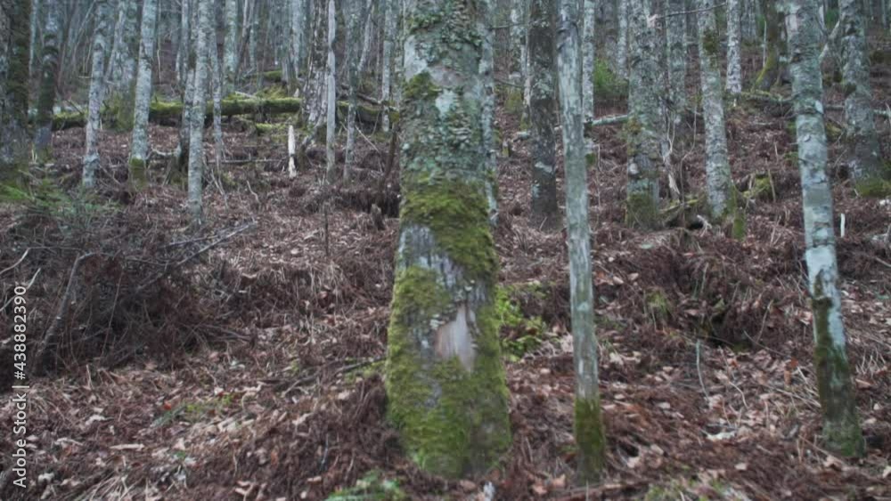 Sliding view of wild autumn wood, trees with moss, dry leaves and needles on the ground, old fallen and broken trees. Environmental landscape Sliding view of wild autumn wood, trees with moss, dry leaves and needles on the ground, old fallen and broken trees. Environmental landscape