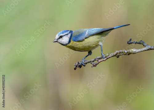 Blue Tit (Cyanistes caeruleus) perched on twig isolated blurred green background