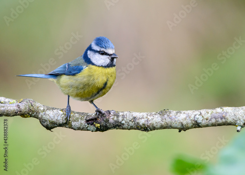 Blue Tit (Cyanistes caeruleus) yellow and blue bird perched on branch