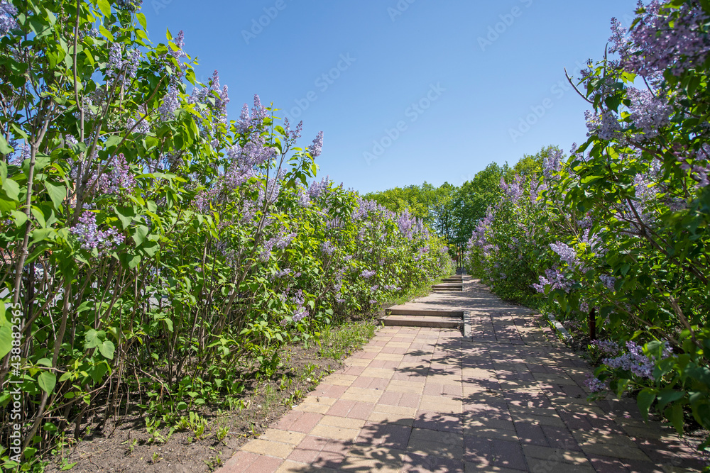 Blooming bushes of lilacs in springtime and sidewalk