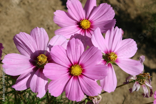 Pink Cosmos for seed production