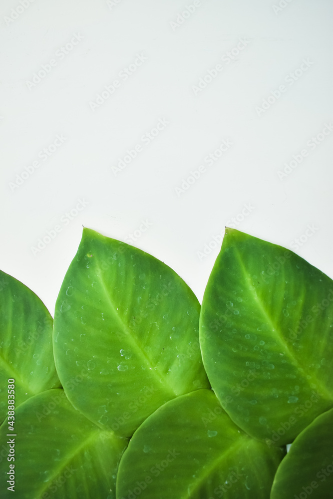 green leaf with drops green leaf with drops