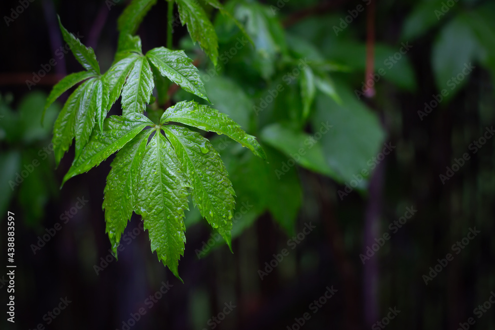 virginia creeper leaves in garden in the rain virginia creeper leaves in garden in the rain