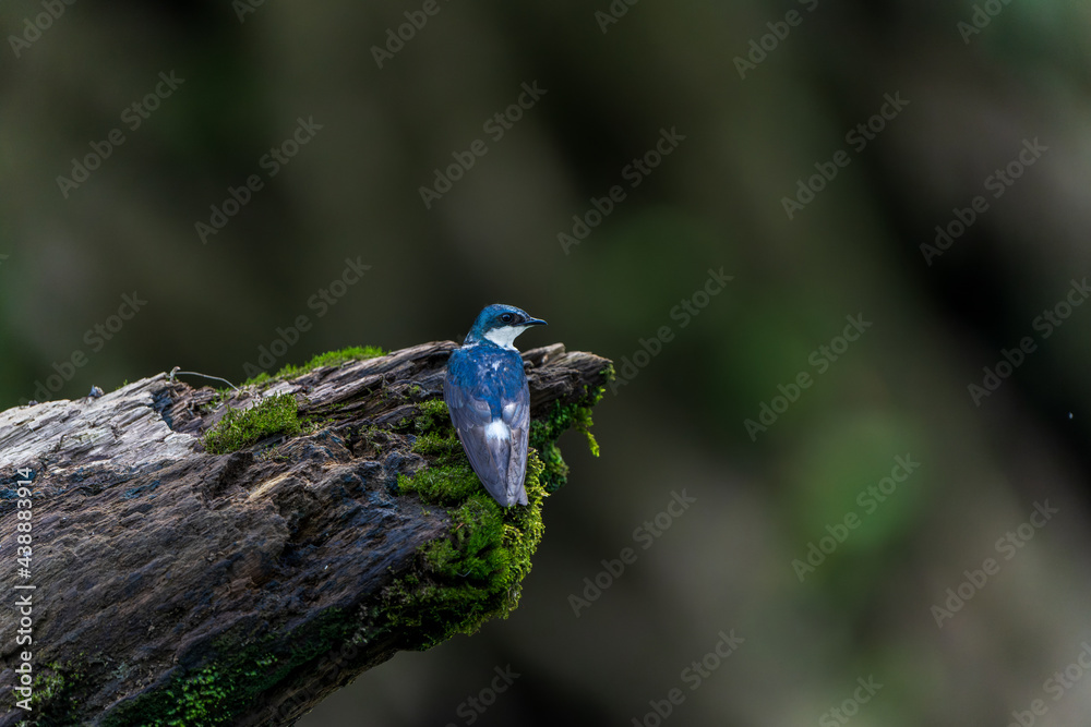 mangrove swallow bird on a branch mangrove swallow bird on a branch
