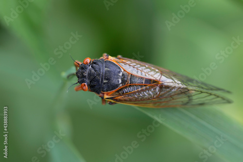 Brood X Cicada on Grass Blade Viewed from Above