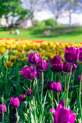 Yellow and purple Tulips during Spring
