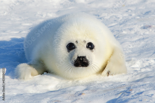 Harp seal cub