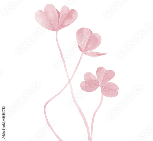 Pink Clovers. Pastel plant stems. Watercolor illustration isolated on white background.