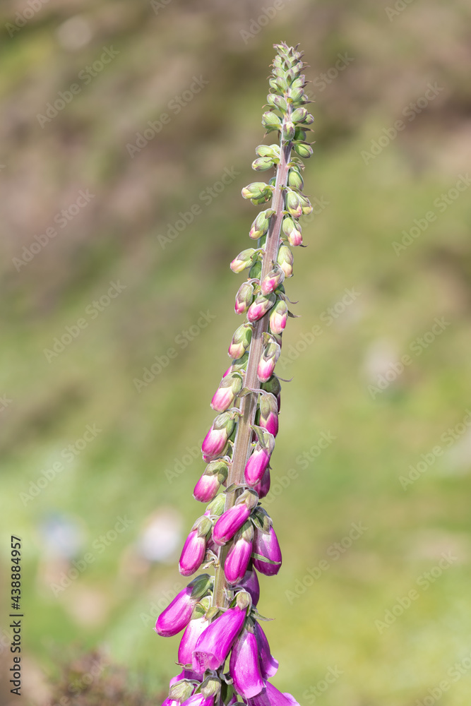 Close up of a common foxglove (digitalis purpurea) flower in bloom Close up of a common foxglove (digitalis purpurea) flower in bloom