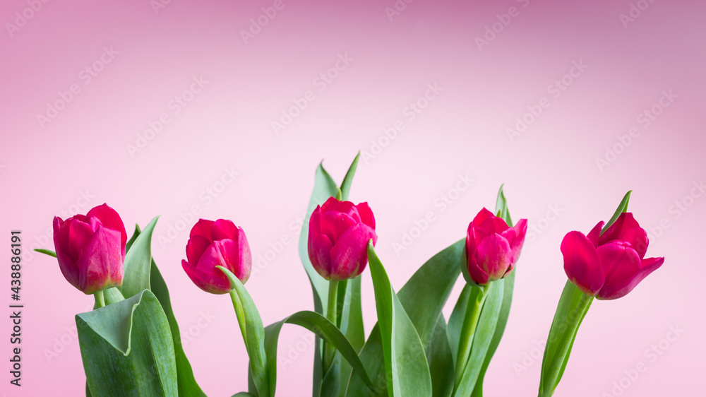 Różowe, kwitnące tulipany na różowym tle - obrazy, fototapety, plakaty 