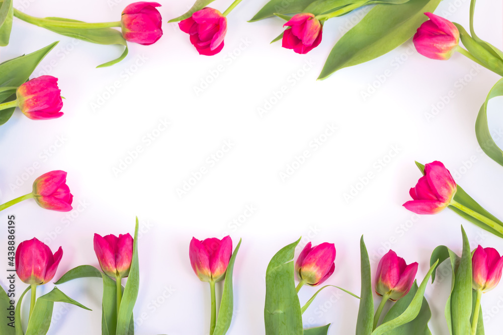 Naklejka premium Różowe, kwitnące tulipany dookoła na białym tle