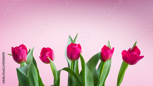 Różowe, kwitnące tulipany na różowym tle