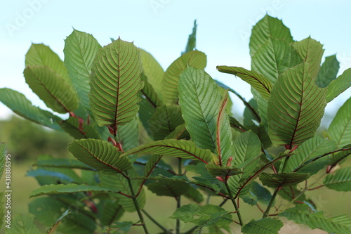 Kratom or Mitragyna Speciosa Plant with Fresh Green Leaves. This Plant is Herbal Medicine in Asia. Close Up Photo with Blurred Effect Background.