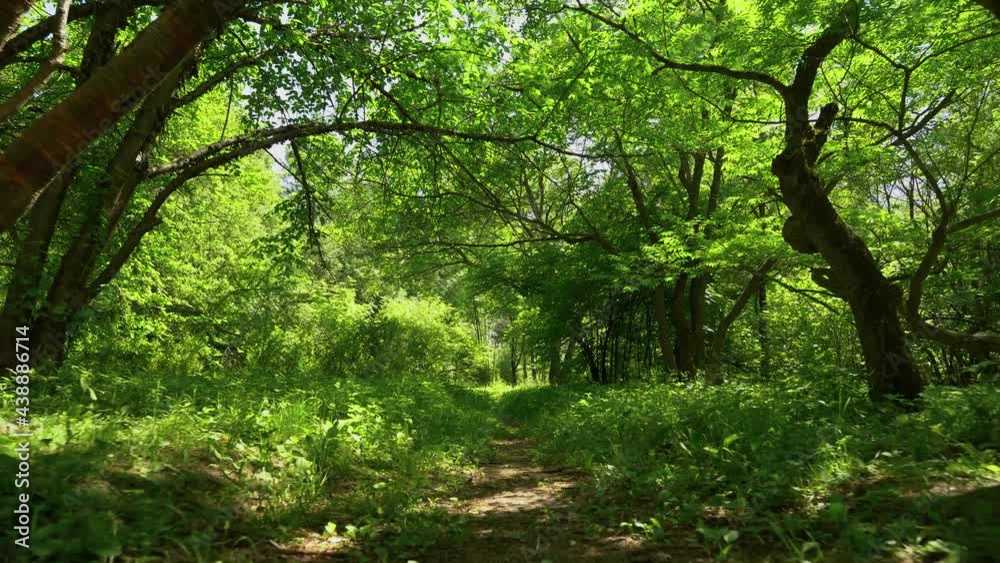 Walk in the green forest on a summer day Walk in the green forest on a summer day