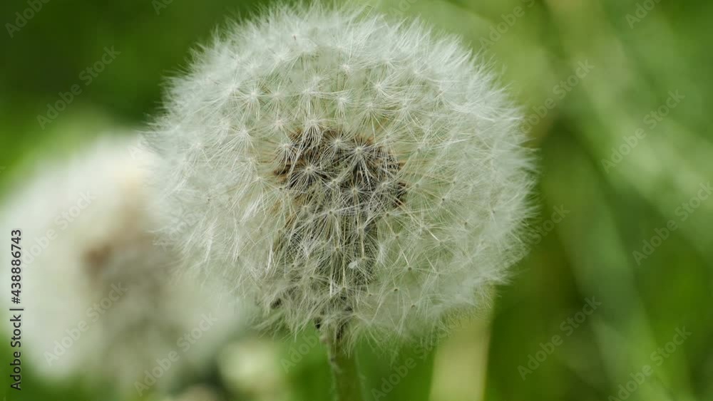 fluffy ball dandelion flying seeds close-up