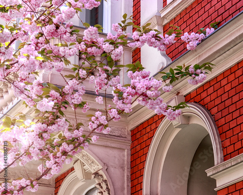 cherry blossoms bonn germany photo