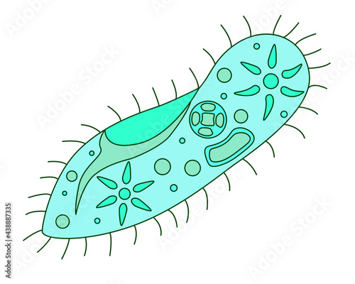 Obraz na plátně Infusoria slipper - vector full color illustration