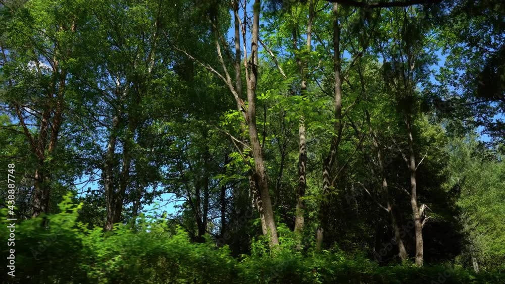 Walk among the tree trunks on a summer day Walk among the tree trunks on a summer day