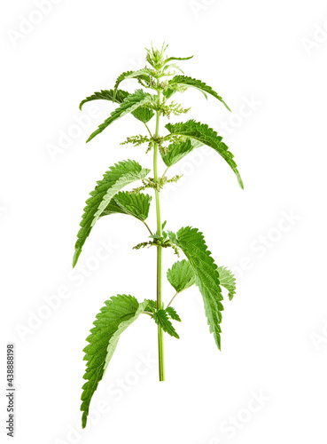 Stinging plant Urtica dioica, often known as common nettle, stinging nettle. Photo of a medicinal plant on a white background.. photo