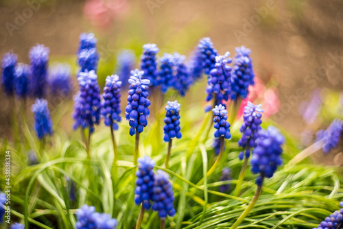 Muscari is a genus of perennial bulbous plants native to Eurasia that produce spikes of dense, most commonly blue, urn-shaped flowers. The common name for the genus is grape hyacinth.