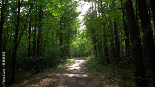 Wallpaper Mural Walk in the woods along the trail on a summer day Torontodigital.ca