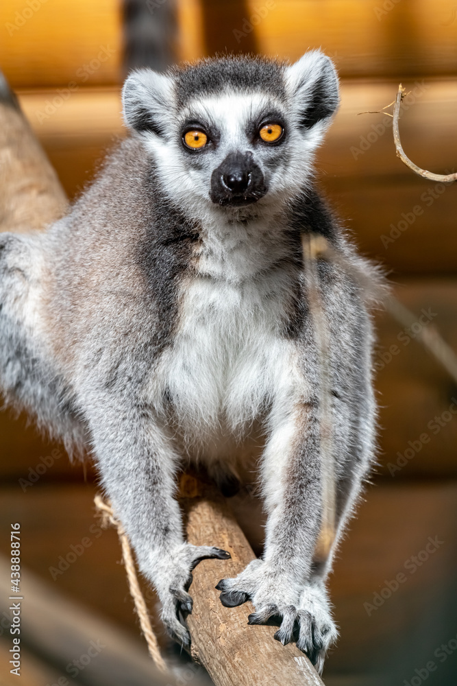 Lemur catta. Ring-tailed lemur. Cat lemur. Katta. Portrait close-up.