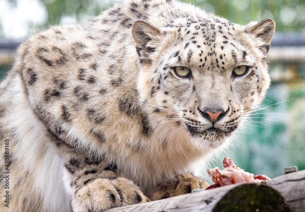 Panthera uncia. Snow leopard. Irbis. Uncia uncia. Portrait close-up.